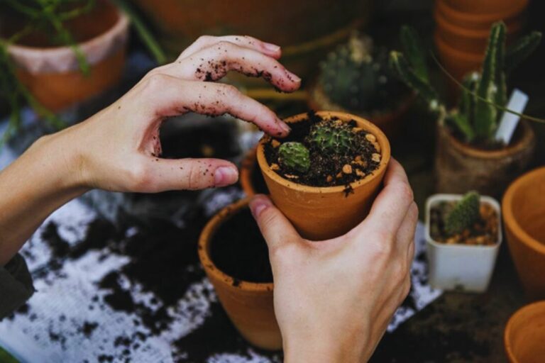 Como Cuidar de Plantas Resilientes