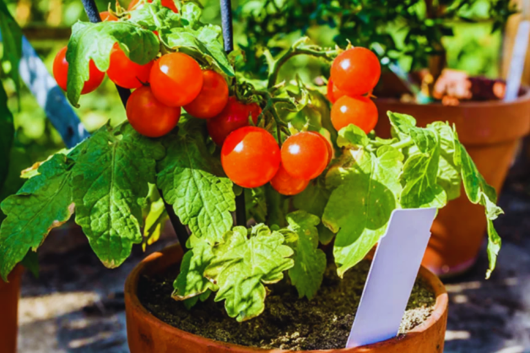 Plantar Tomates em Vasos